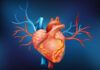 Hallan el ‘veneno celular’ que endurece la aorta Hallan el ‘veneno celular’ que endurece la aorta