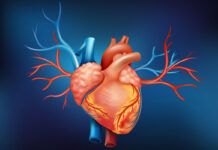 Hallan el ‘veneno celular’ que endurece la aorta Hallan el ‘veneno celular’ que endurece la aorta