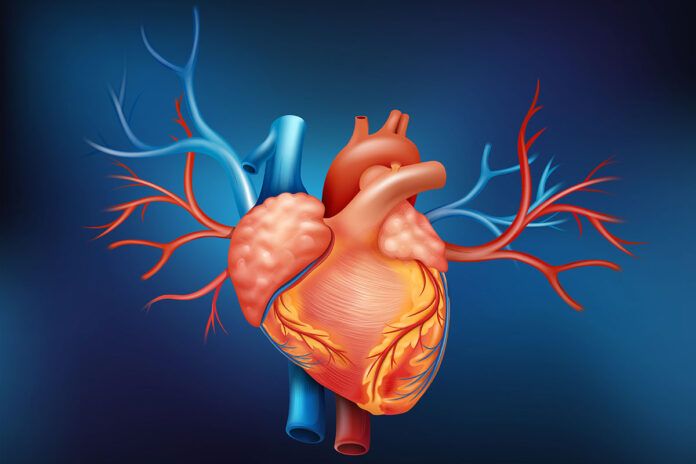 corazon Hallan el ‘veneno celular’ que endurece la aorta