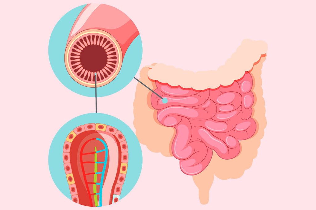 Regeneran el revestimiento del intestino delgado con una dieta