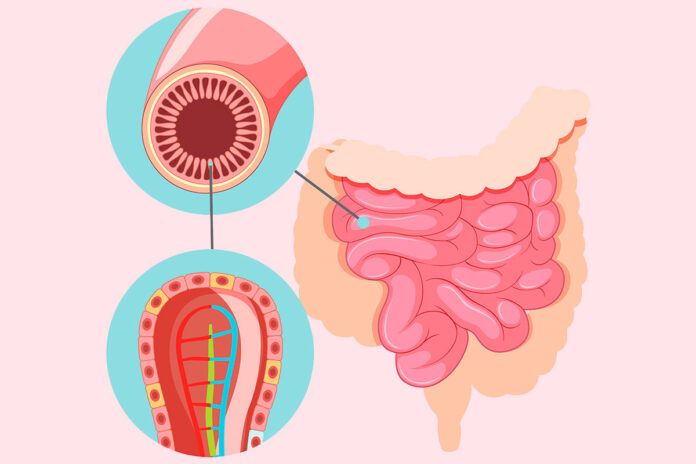 intestino Regeneran el revestimiento del intestino delgado con una dieta