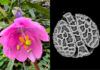 El Smithsonian digitaliza el polen de 18.000 plantas tropicales El Smithsonian digitaliza el polen de 18.000 plantas tropicales