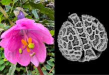 El Smithsonian digitaliza el polen de 18.000 plantas tropicales El Smithsonian digitaliza el polen de 18.000 plantas tropicales