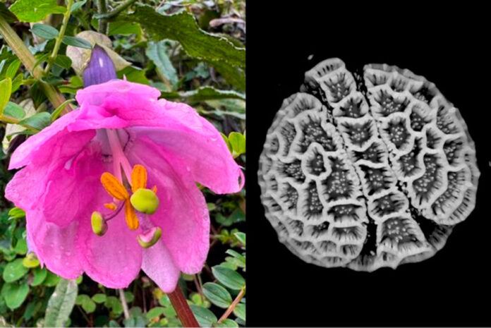 El Smithsonian digitaliza el polen de 18.000 plantas tropicales
