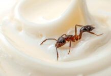 ¿Yogur de hormigas? Sí, y llega a la alta cocina ¿Yogur de hormigas? Sí, y vuelve a la alta cocina