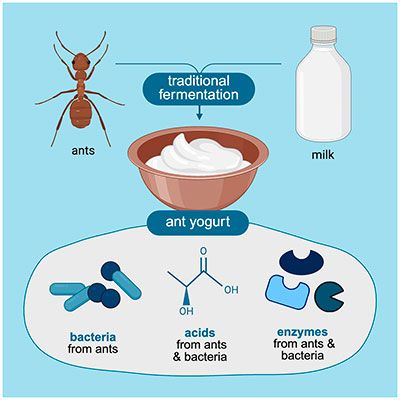 ¿Yogur de hormigas? Sí, y vuelve a la alta cocina 