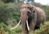 Identifican en Murcia las primeras huellas fosilizadas de un elefante prehistórico Identifican en Murcia las primeras huellas fosilizadas de elefante prehistórico
