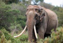 Identifican en Murcia las primeras huellas fosilizadas de un elefante prehistórico Identifican en Murcia las primeras huellas fosilizadas de elefante prehistórico