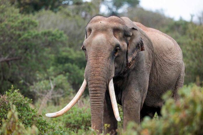Identifican en Murcia las primeras huellas fosilizadas de elefante prehistórico