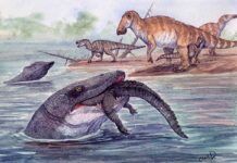 Los mosasaurios pudieron vivir también en agua dulce los mosasaurios pudieron vivir también en agua dulce