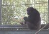 El chimpancé que toca la batería El chimpancé que toca la batería