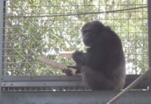 El chimpancé que toca la batería El chimpancé que toca la batería