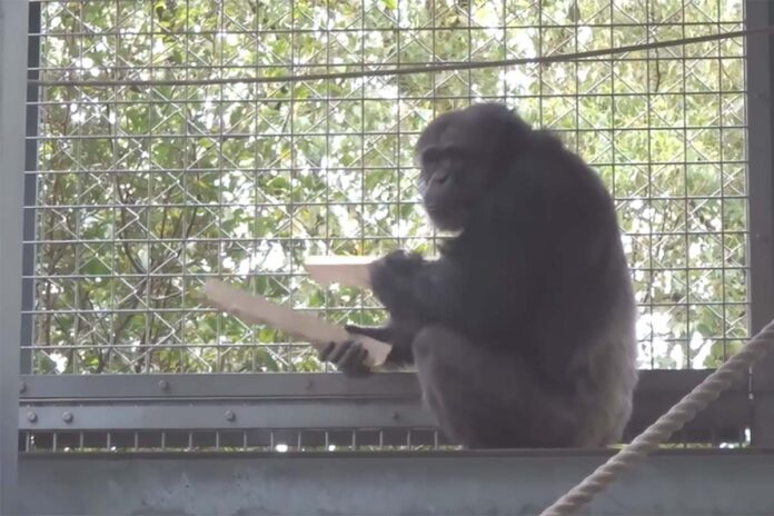 El chimpancé que toca la batería