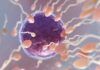 La clave de la fertilidad está en el cerebro La clave de la fertilidad está en el cerebro