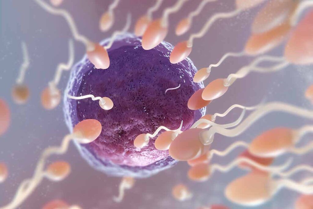 La clave de la fertilidad está en el cerebro