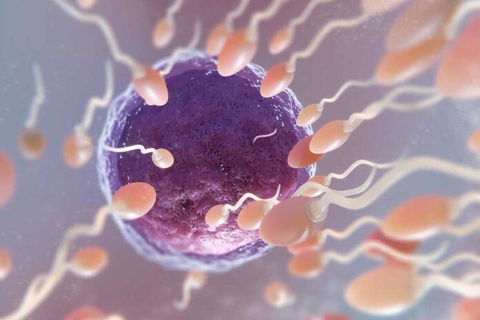 La clave de la fertilidad está en el cerebro