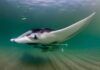 Las mantarrayas crean ecosistemas móviles Las mantarrayas crean ecosistemas móviles