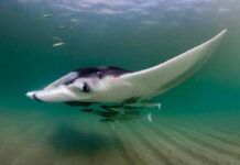 Las mantarrayas crean ecosistemas móviles Las mantarrayas crean ecosistemas móviles