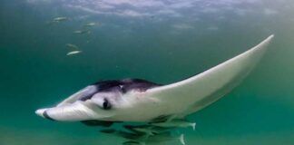 Las mantarrayas crean ecosistemas móviles Las mantarrayas crean ecosistemas móviles