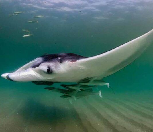 Las mantarrayas crean ecosistemas móviles Las mantarrayas crean ecosistemas móviles