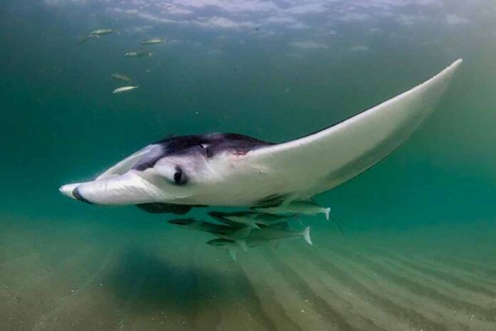 Las mantarrayas crean ecosistemas móviles