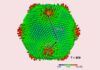 Ushikuvirus, el nuevo virus gigante y el surgimiento de la vida Ushikuvirus, el nuevo virus gigante y el surgimiento de la vida