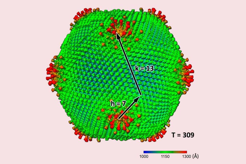 Ushikuvirus, el nuevo virus gigante y el surgimiento de la vida