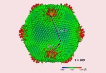 Ushikuvirus, el nuevo virus gigante y el surgimiento de la vida Ushikuvirus, el nuevo virus gigante y el surgimiento de la vida
