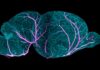 Mapean el cerebro del ratón desde el nacimiento hasta la edad adulta Mapean el cerebro del ratón desde el nacimiento hasta la edad adulta