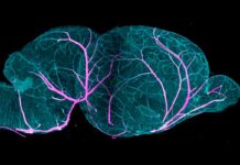 Mapean el cerebro del ratón desde el nacimiento hasta la edad adulta Mapean el cerebro del ratón desde el nacimiento hasta la edad adulta