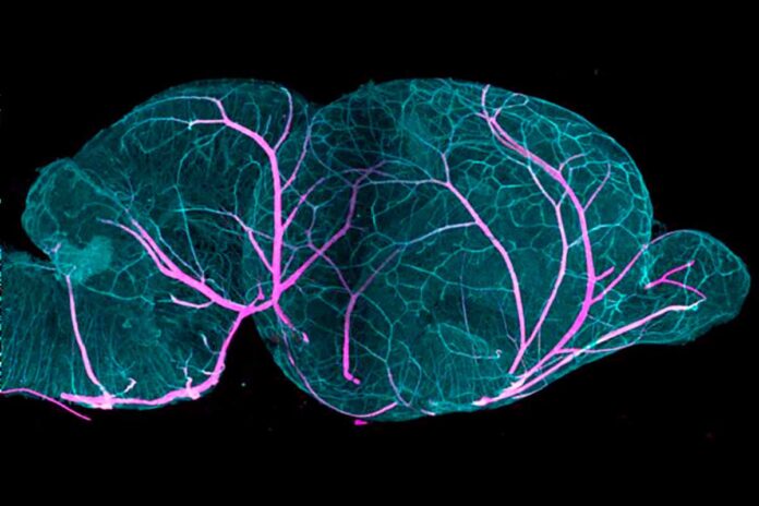 Mapean el cerebro del ratón desde el nacimiento hasta la edad adulta