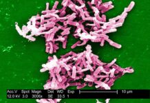 Hacia un nuevo antibiótico contra la superbacteria ‘C.diff’, principal causa de muerte por gastroenteritis Hacia un nuevo antibiótico contra la superbacteria C.diff, principal causa de muerte por gastroenteritis