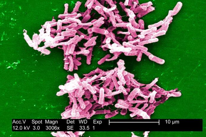 Hacia un nuevo antibiótico contra la superbacteria C.diff, principal causa de muerte por gastroenteritis