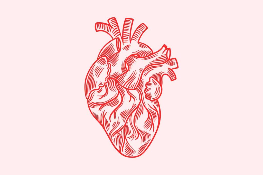 El corazón tiene un ‘bypass’ natural