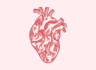 El corazón tiene un ‘bypass’ natural El corazón tiene un ‘bypass’ natural