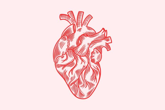 El corazón tiene un ‘bypass’ natural
