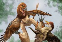 ‘Jian changmaensis’, el desconocido dinosaurio con cuatro ‘alas’ Jian changmaensis, el desconocido dinosaurio con cuatro alas pariente del Velociraptor
