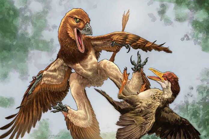 Jian changmaensis Jian changmaensis, el desconocido dinosaurio con cuatro alas pariente del Velociraptor