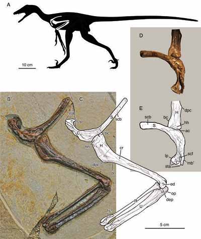 Jian changmaensis, el desconocido dinosaurio con cuatro alas pariente del Velociraptor