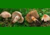 Muscarina al descubierto: la toxina mortal más extendida entre los hongos Muscarina al descubierto: la toxina mortal más extendida entre los hongos
