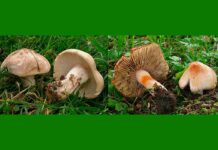 Muscarina al descubierto: la toxina mortal más extendida entre los hongos Muscarina al descubierto: la toxina mortal más extendida entre los hongos