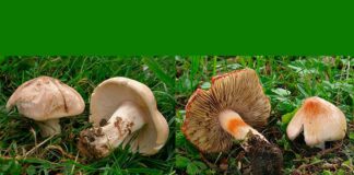 Muscarina al descubierto: la toxina mortal más extendida entre los hongos Muscarina al descubierto: la toxina mortal más extendida entre los hongos