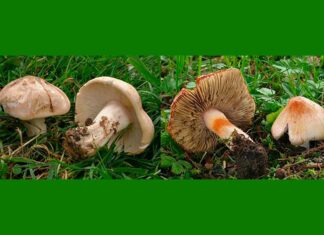 Muscarina al descubierto: la toxina mortal más extendida entre los hongos Muscarina al descubierto: la toxina mortal más extendida entre los hongos
