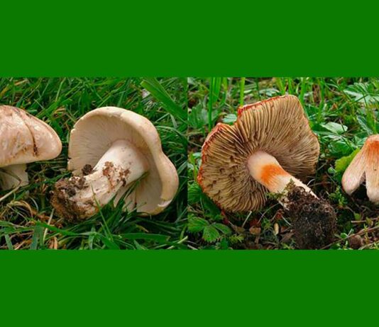 Muscarina al descubierto: la toxina mortal más extendida entre los hongos Muscarina al descubierto: la toxina mortal más extendida entre los hongos