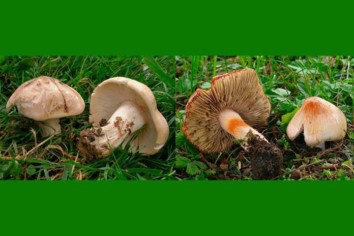 hongos Muscarina al descubierto: la toxina mortal más extendida entre los hongos