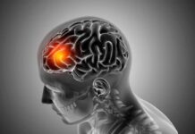 DMT, el compuesto natural que protege al cerebro DMT, el compuesto natural que protege al cerebro