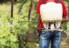 Mosquito tigre: alerta sobre el uso de insecticidas en jardines Mosquito tigre: alerta sobre el uso de insecticidas en jardines