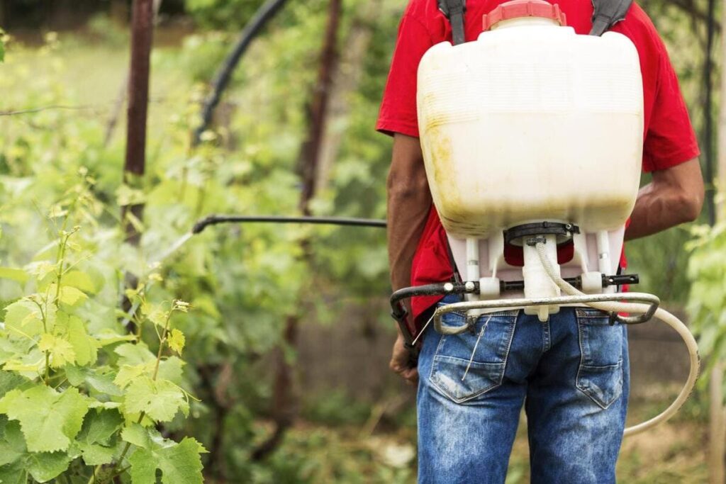 Mosquito tigre: alerta sobre el uso de insecticidas en jardines