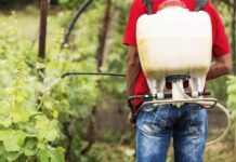Mosquito tigre: alerta sobre el uso de insecticidas en jardines Mosquito tigre: alerta sobre el uso de insecticidas en jardines