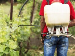 Mosquito tigre: alerta sobre el uso de insecticidas en jardines Mosquito tigre: alerta sobre el uso de insecticidas en jardines
